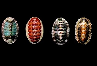 Four chitons