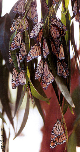 Resting Monarchs