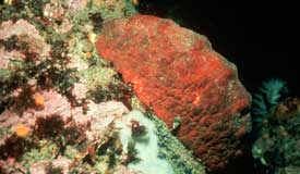 Giant Gumboot chiton