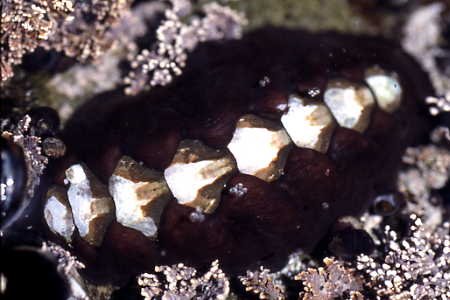 Black Katy chiton