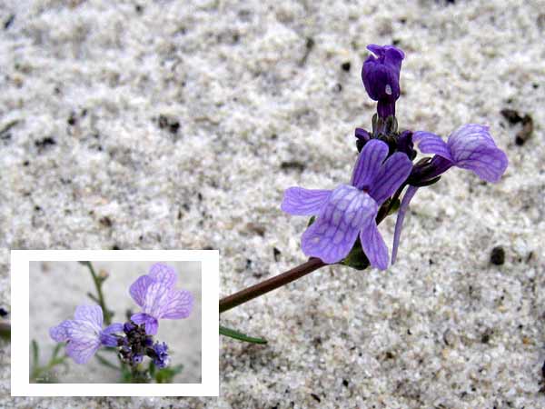 Toad Flax