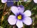 Blue Eyed Grass