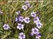 Blue Eyed Grass 2
