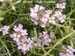 Sea Rocket