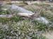 Sea Rocket 2