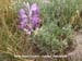 Silver Dunes Lupine
