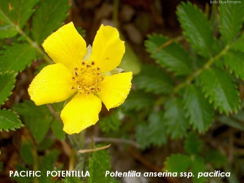 Pacific Potentilla 
