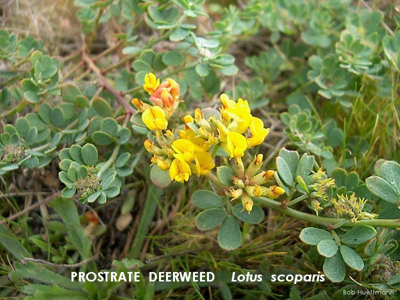 Prostrate Deerweed 2 