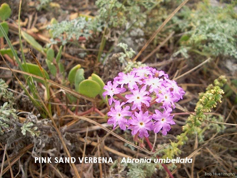 Pink Sand Verbena 