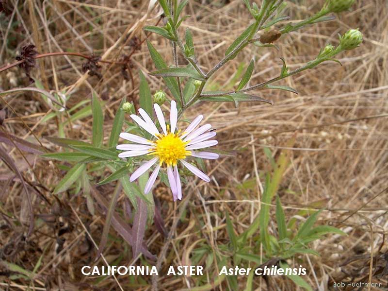 California Aster 