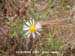 California Aster