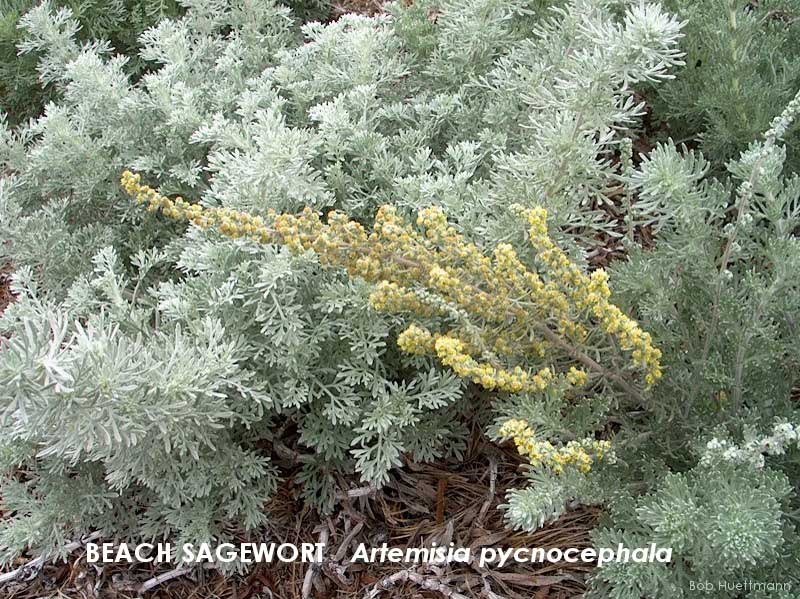 Beach Sagewort 