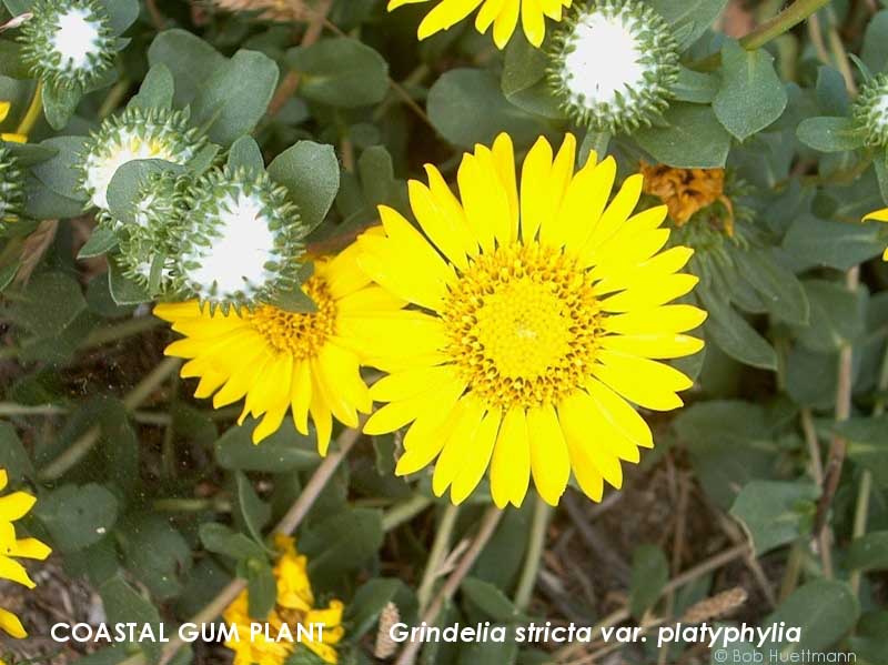 Coastal Gum Plant 
