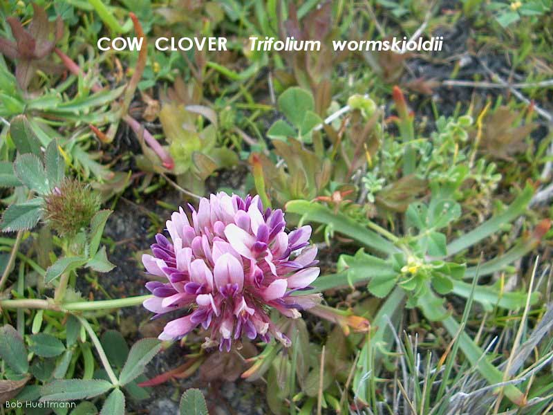 Cow Clover 