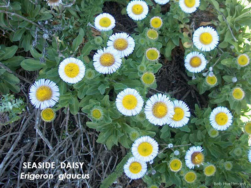 Seaside Daisy 2 