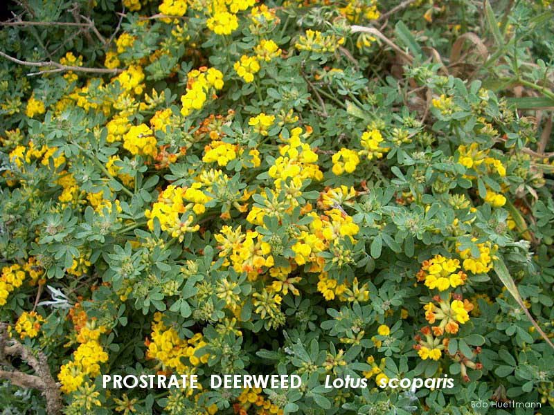Prostrate Deerweed 