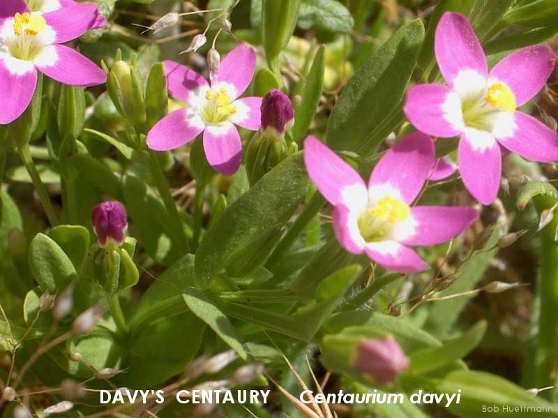 Davy's Centaury 