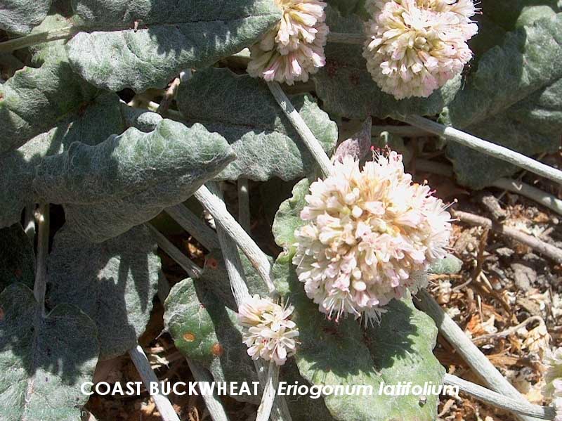 Coast Buckwheat 