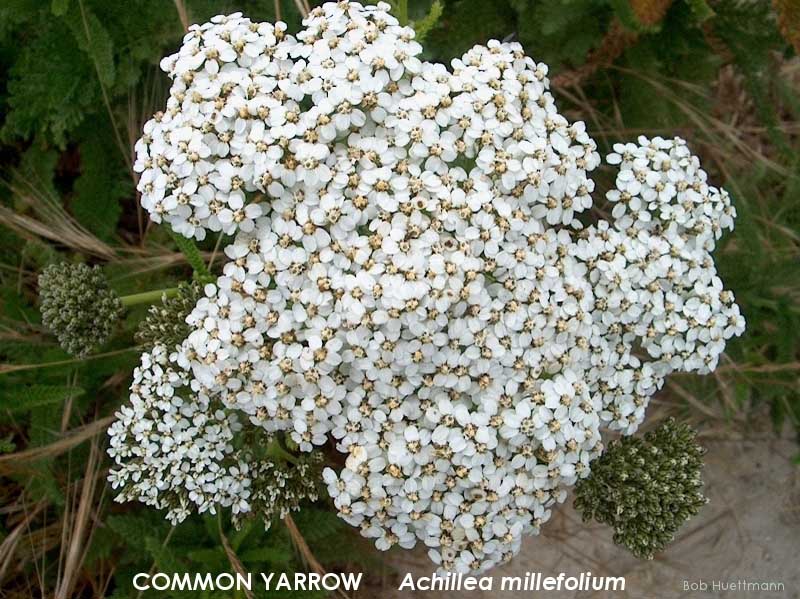 Common Yarrow 