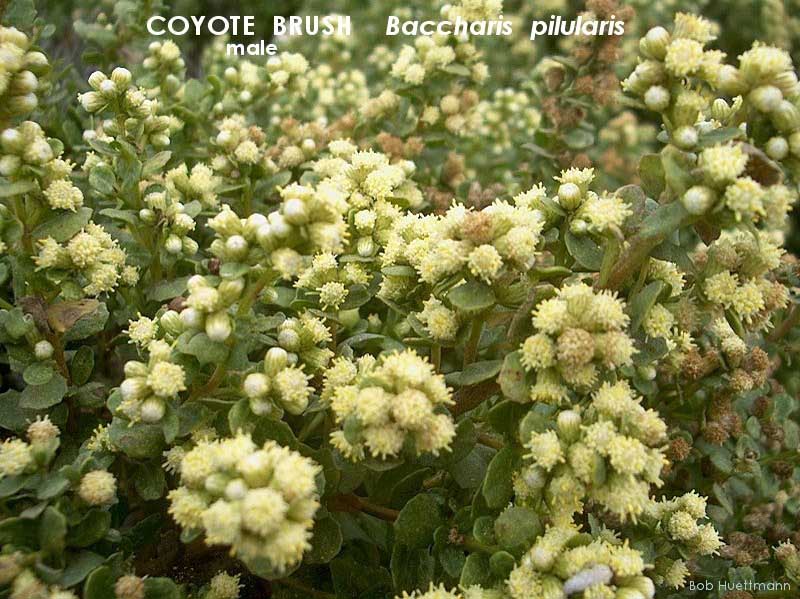 Coyote Brush - male 