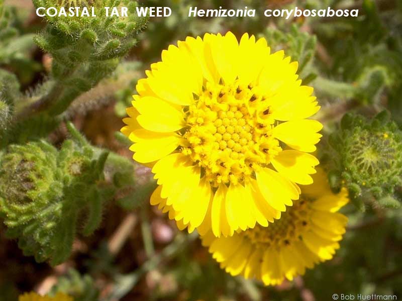 Coastal Tar Weed 